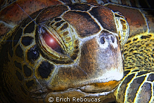 Turtle Portrait - Cartoon Version by Erich Reboucas 
